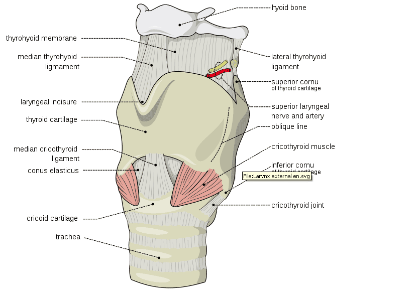 Cricothyrotomy